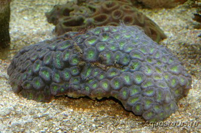 Фавия (Favia sp.)
