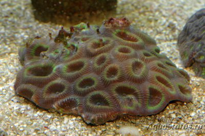 Фавия (Favia sp.)
