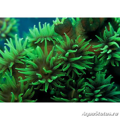 Тубастрея Черная (Tubastraea micrantha)
