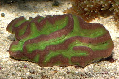 Симфиллия (Symphyllia sp.)