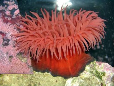 Актиния конская (клубничная) (Actinia equina)