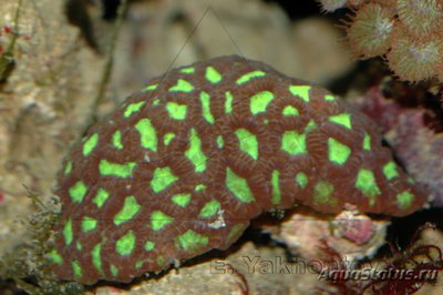 Фото Платигира Platygyra sp.  (photo#113251)
