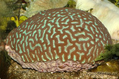 Фото Платигира Platygyra sp.  (photo#113252)