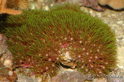 Фото Пахиклавулярия Pachyclavularia sp.  (photo#113256)