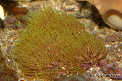 Фото Пахиклавулярия Pachyclavularia sp.  (photo#113257)