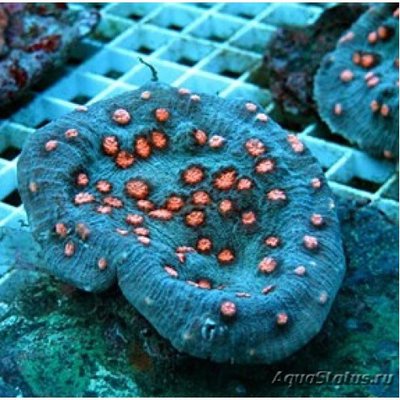 Фото Мицедиум Mycedium sp.  (photo#113274)