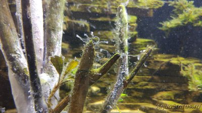 Водоросли в  аквариуме