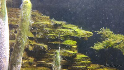 Водоросли в  аквариуме