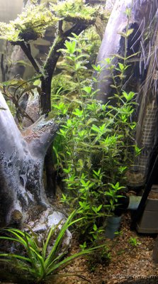 Водоросли в  аквариуме