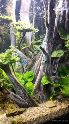 Водоросли в  аквариуме