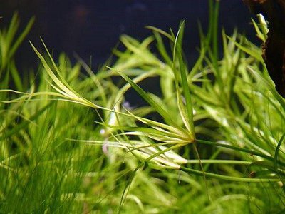 Юнцус ползучий (Juncus repens)