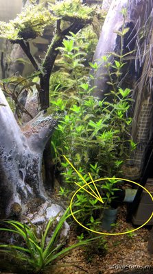 Водоросли в  аквариуме