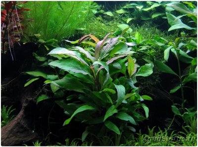 Гигрофила сиамская ( Hygrophila corymbosa "Siamensis")