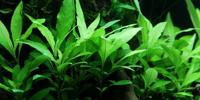 Гигрофила сиамская ( Hygrophila corymbosa "Siamensis")