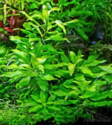 Пятичленник очитковидный (Penthorum sedoides)