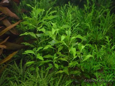 Пятичленник очитковидный (Penthorum sedoides)