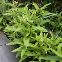 Пятичленник очитковидный (Penthorum sedoides)