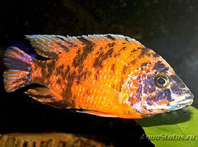 Аулонокара мультико­лор (Orange Blotch)