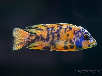 Аулонокара мультико­лор (Orange Blotch)