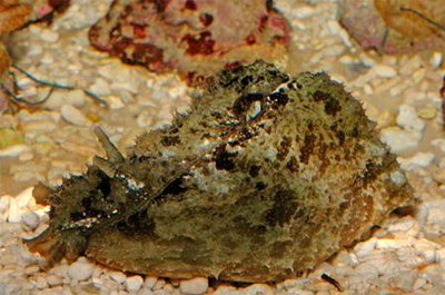 Заяц морской долаб­рифера ( Dolabrifera dolabrifera )