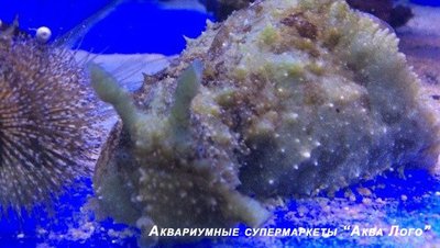 Заяц морской долаб­рифера ( Dolabrifera dolabrifera )