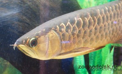 Арована золотая ( Golden arowana, golden dragon fish, scler­opages formosus sold variety, gold cross­back )