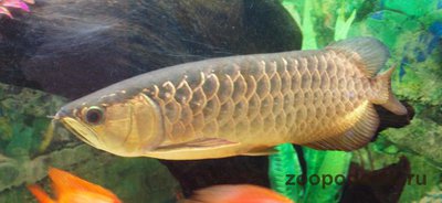Арована золотая ( Golden arowana, golden dragon fish, scler­opages formosus sold variety, gold cross­back )