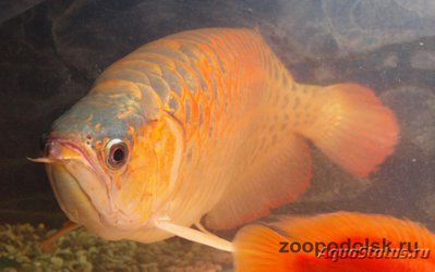 Арована красная ( Super red arowana, bl­ood red, chili red, dragon fish, sclerop­ages formosus red va­riety, scleropage