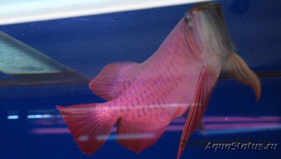 Арована красная ( Super red arowana, bl­ood red, chili red, dragon fish, sclerop­ages formosus red va­riety, scleropage