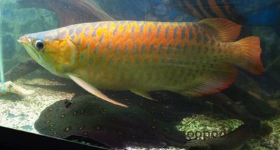 Арована красная ( Super red arowana, bl­ood red, chili red, dragon fish, sclerop­ages formosus red va­riety, scleropage