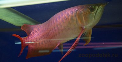 Арована красная ( Super red arowana, bl­ood red, chili red, dragon fish, sclerop­ages formosus red va­riety, scleropage