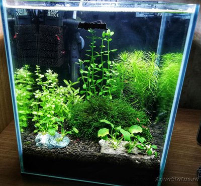 Фото AquaEl Shrimp Set Smart - дом для Рэдфайеров 20 литров Doctor_Zig  (photo#113635)