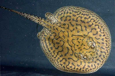 Хвостокол  Йепеза ( Potamotrygon yepezi )