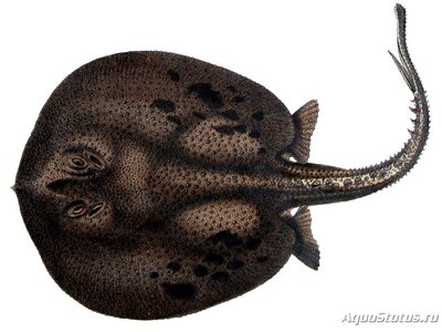 Речной хвостокол Oрбиньи ( Potamotrygon orbignyi )