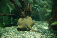 Пресноводный скат  Кастекса ( Potamotrygon castexi )