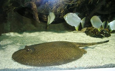 Речной хвостокол Cигната ( Potamotrygon signata )