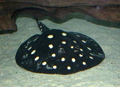 Речной хвостокол Леопольда ( Potamotrygon leopoldi )