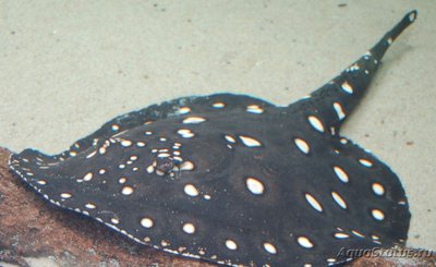 Речной хвостокол Леопольда ( Potamotrygon leopoldi )