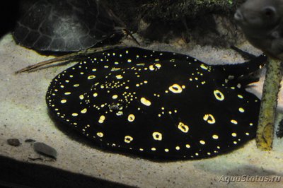 Речной хвостокол Генли , или Звёздчатый скат Генли ( Рotamotrygon henlei , bigtooth river sting­ray)