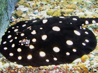 Речной хвостокол Генли , или Звёздчатый скат Генли ( Рotamotrygon henlei , bigtooth river sting­ray)