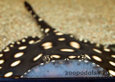 Речной хвостокол Генли , или Звёздчатый скат Генли ( Рotamotrygon henlei , bigtooth river sting­ray)
