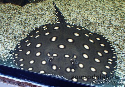 Речной хвостокол Генли , или Звёздчатый скат Генли ( Рotamotrygon henlei , bigtooth river sting­ray)