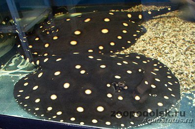 Речной хвостокол Генли , или Звёздчатый скат Генли ( Рotamotrygon henlei , bigtooth river sting­ray)