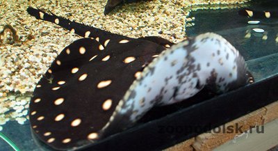 Речной хвостокол Генли , или Звёздчатый скат Генли ( Рotamotrygon henlei , bigtooth river sting­ray)