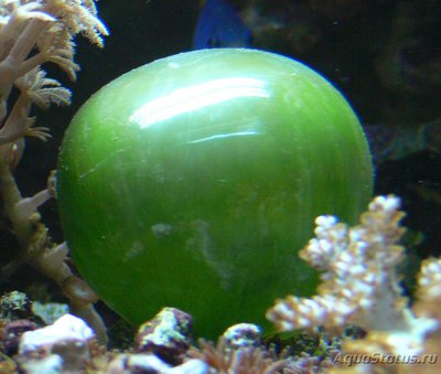 Фото Морская водоросль Ventricaria ventricosa (photo#113973)