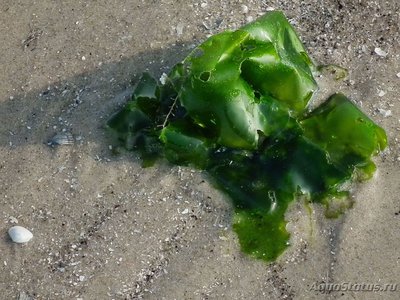 Фото Морская водоросль Ulva lactuca (photo#113980)