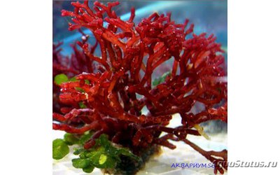 Фото Морская водоросль ,, Красный бамбук ,, Galaxaura sp  (photo#113994)