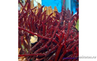Фото Морская водоросль ,, Красный бамбук ,, Galaxaura sp  (photo#113995)