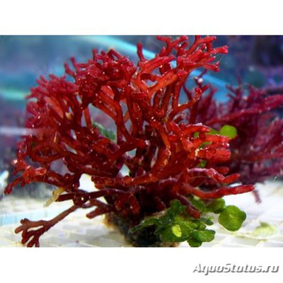 Фото Морская водоросль ,, Красный бамбук ,, Galaxaura sp  (photo#113996)