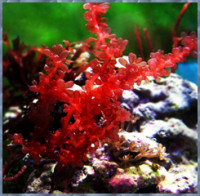 Фото Морская водоросль Botryocladia uvaria Botryocladia Sp.  (photo#114033)